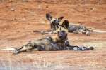 Wild Dog Pups in Chobe Area