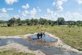 Elephant at Camp Waterhole 