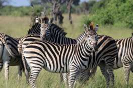 Zebra in Khwai area 