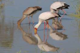 African Spoonbills In Chobe 