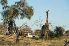 Game Drive in the game-rich Kazikini area 