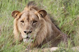 Self Drive Kruger Safari lion  by Derek Keats