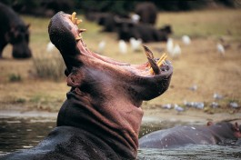 Kruger Safari, hippo 
