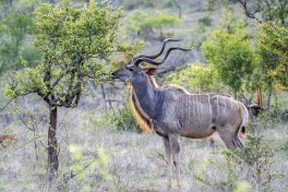 Kruger wildlife safari in South Africa 