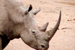 Mkhuze rhino safari, South Africa  by U.S. Fish and Wildlife Service
