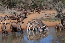 Mkhuze, South Africa game drive  by Vince Smith