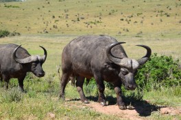 Addo Safari - buffaloes  by Mig Gilbert