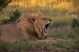 Addo wildlife safari - African lion  by Frank Martens