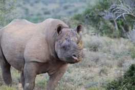 South Africa safari - rhino in Addo  by leyla.a
