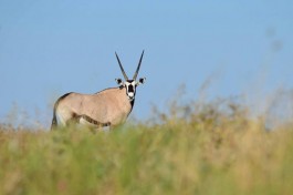Kalahari gemsbok 