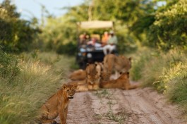 Kalahari game drive 