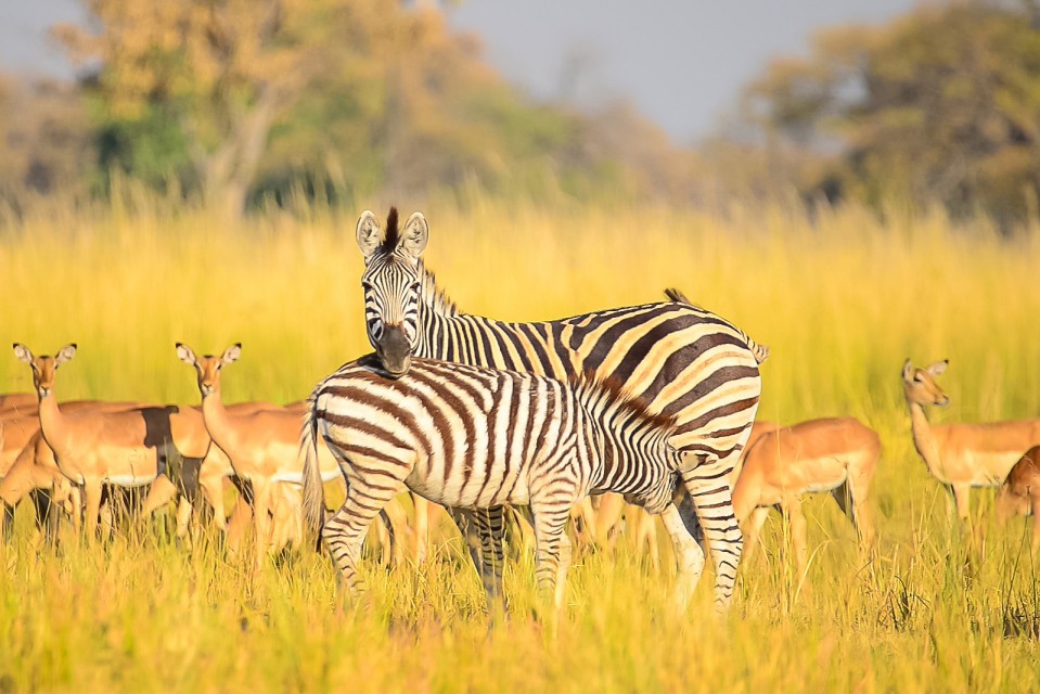 Rus fohishalari bilan yunon fohishaxonalari