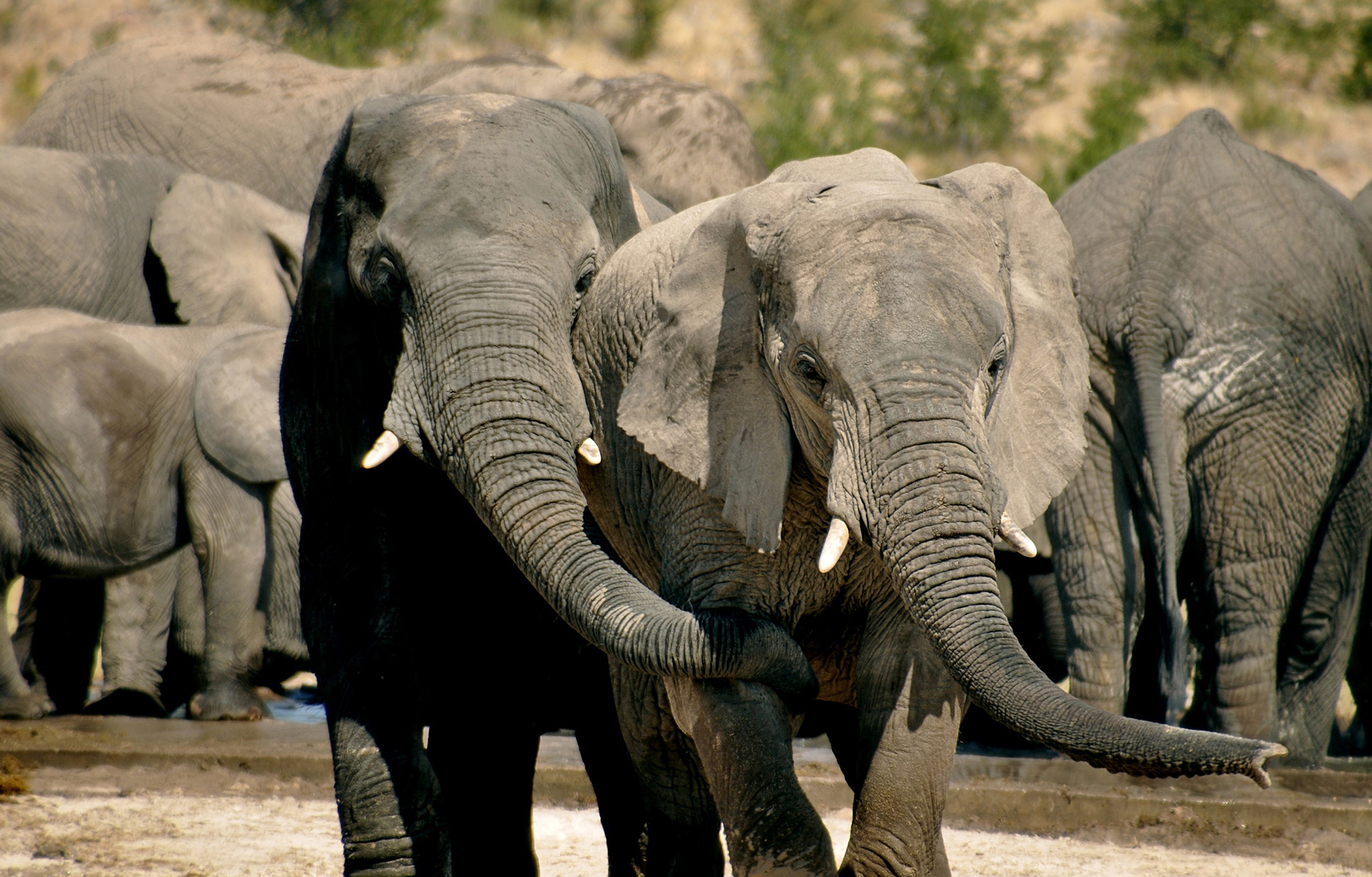 African Lodge Safari: Namibia, Botswana, Victoria Falls - Vimarsana News