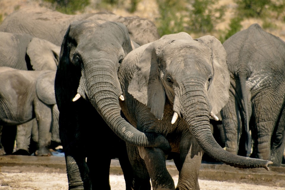 African elephants, lodge safari