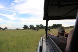 African safari drives 