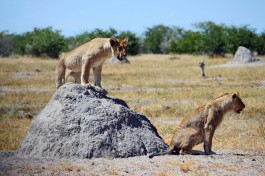 African lions, lodge safari  