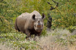 Rhino on African Safari 