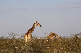 Budget African safari, giraffes 