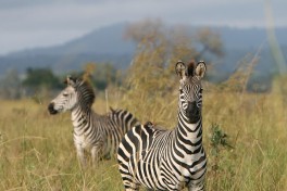 Mikumi zebras  by Marc Veraart