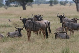 Mikumi wildebeest  by Marc Veraart