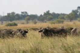 Mikumi buffalos  by Marc Veraart