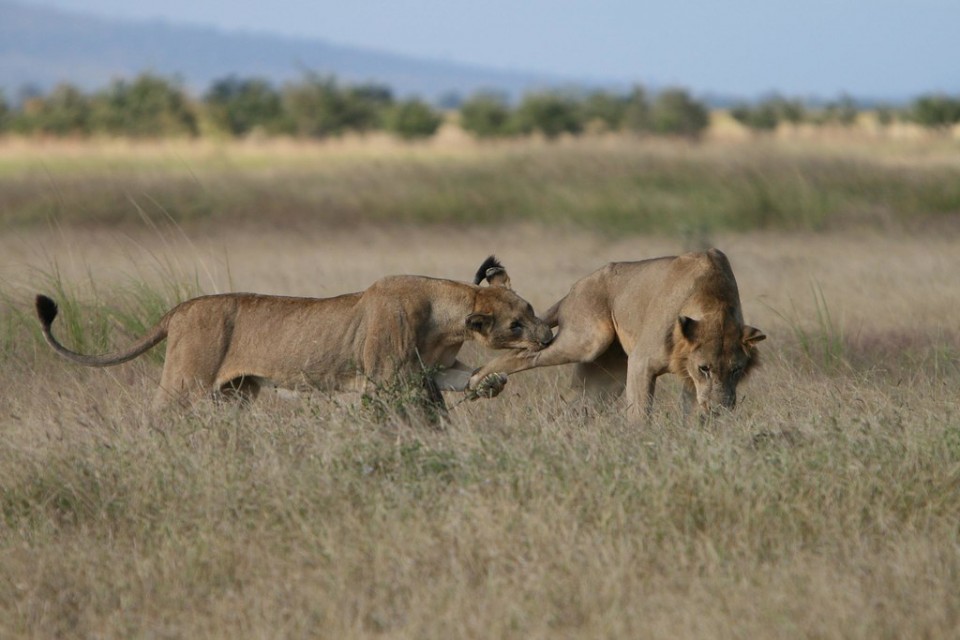 Mikumi lions