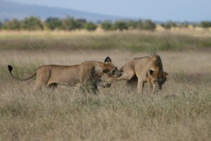 Mikumi lions by Marc Veraart