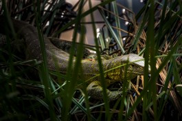 Mikumi reptile 