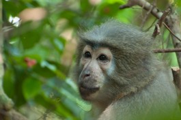Udzungwa Mountains primate 