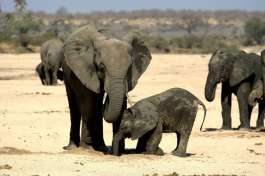 Elephants on Ruaha River Bed 