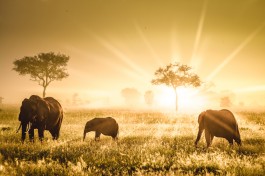 Mikumi Safari, elephants 