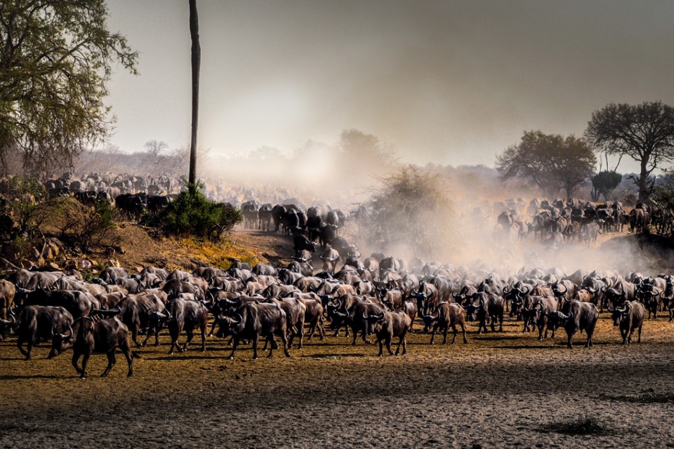 Ruaha Safari, buffalo herd