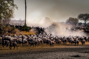 Ruaha Safari, buffalo herd