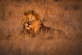 Ruaha lion, Tanzania Safari 