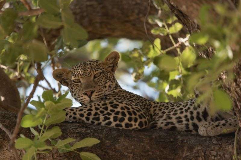 Leopard in Ruaha National Park