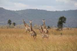 Giraffe in Ruaha National Park 