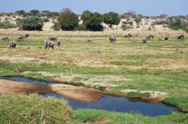 Ruaha National Park Elephants 