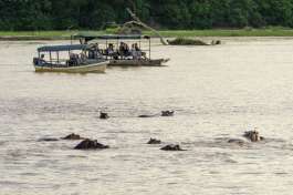 Hippo on optional Boat safari in Nyerere National Park 