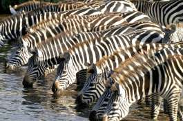 Mikumi National Park Zebra Drinking 