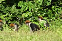 Udzungwa Red Colobus Monkeys 