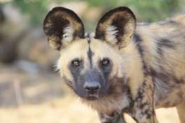 African Wild Dog at Nyerere National Park 