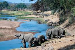 Elephants Drinking at Ruaha National Park 