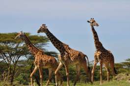 Mikumi Ntional Park giraffes 