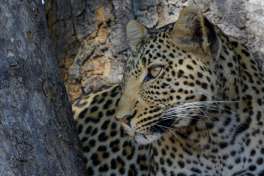 Ruaha leopard Tanzania safari 
