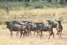 Selous Game Reserve Wildebeest 