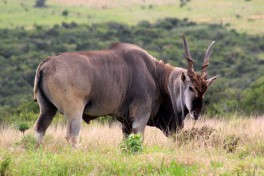 Addo eland 