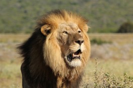 Addo lion 