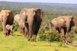 Addo park elephants 