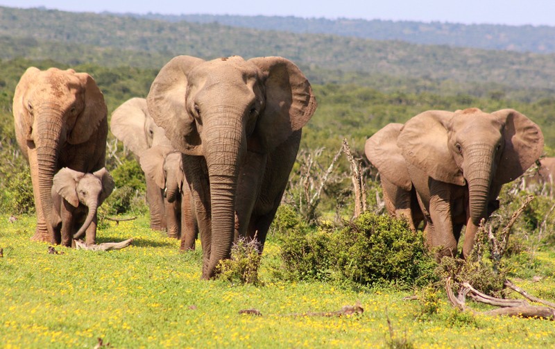 Addo park elephants