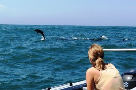 Dolphin cruise 